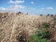 iara Scorciavacca-20110306 032